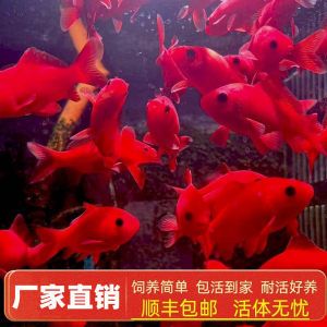 紅魚觀賞魚能吃嗎視頻（紅魚觀賞魚能吃嗎觀賞魚的安全食用指南可以幫助讀者評(píng)估） 觀賞魚魚苗 第2張