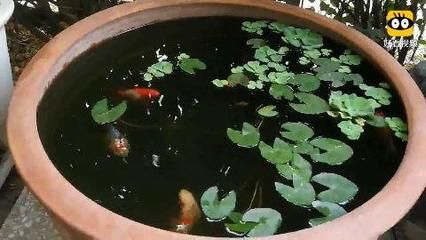 紅魚觀賞魚能吃嗎視頻（紅魚觀賞魚能吃嗎觀賞魚的安全食用指南可以幫助讀者評(píng)估） 觀賞魚魚苗 第1張