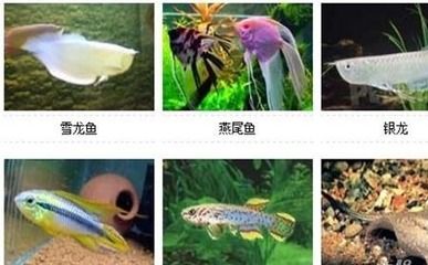 海水觀(guān)賞魚(yú)種類(lèi)介紹（海水觀(guān)賞魚(yú)養(yǎng)護(hù)秘籍） 森森魚(yú)缸 第1張