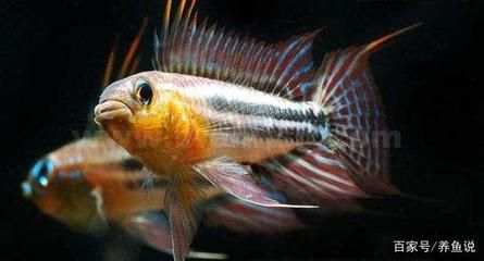 觀賞魚(yú)幾月繁殖（淡水觀賞魚(yú)的繁殖技巧，觀賞魚(yú)的繁殖時(shí)間以及繁殖技巧） 粗線銀版魚(yú)苗 第1張