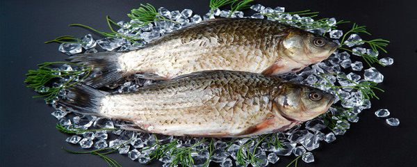 觀賞魚(yú)幾月繁殖（淡水觀賞魚(yú)的繁殖技巧，觀賞魚(yú)的繁殖時(shí)間以及繁殖技巧） 粗線銀版魚(yú)苗 第4張