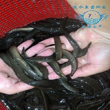 大刺鰍魚苗批發(fā)價(jià)格（大刺鰍魚苗批發(fā)價(jià)格一般是多少？）