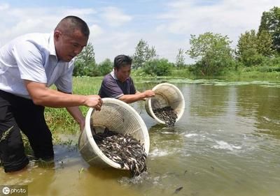 放魚苗（放養(yǎng)魚苗的注意事項）