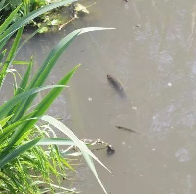 觀賞魚浮在水面上是怎么了（觀賞魚為什么浮在水面上） 肺魚 第1張