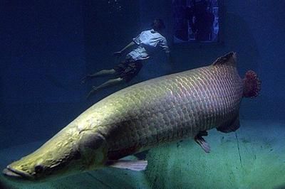 海象魚的資料（海象魚是一種大型淡水魚是一種生活在北極海域的大型哺乳動物） 球鯊魚 第1張