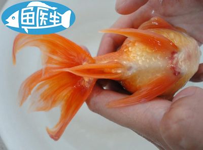 觀賞魚白皮病怎么治療（如何治療觀賞魚白皮?。?白子黃化銀龍魚 第2張