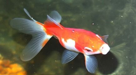 觀賞魚技巧(根據(jù)搜索結(jié)果整理的一些觀賞魚養(yǎng)護的技巧) 和興紅龍 第4張 觀賞魚技巧(根據(jù)搜索結(jié)果整理的一些觀賞魚養(yǎng)護的技巧) 和興紅龍 第4張
