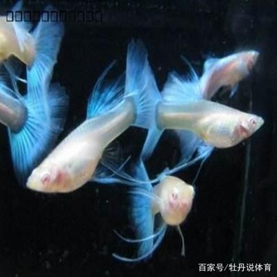 觀賞魚無故死亡（養(yǎng)魚老道的飼養(yǎng)心得） 斑馬鴨嘴魚苗 第1張