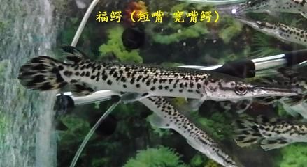 觀賞魚 白色長嘴（淡水與海水觀賞魚的區(qū)別） 食人魚（水虎） 第2張