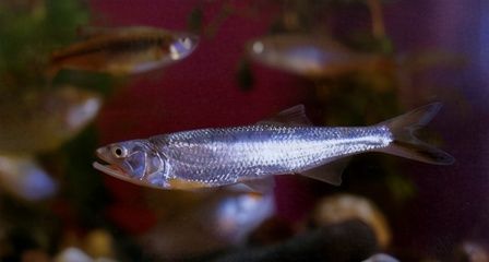 觀賞魚 白色長嘴（淡水與海水觀賞魚的區(qū)別） 食人魚（水虎） 第3張