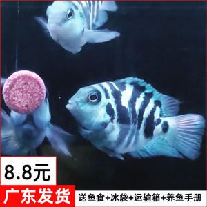 廣東觀賞魚運(yùn)輸公司（東莞市澤海進(jìn)出口有限公司提供觀賞魚運(yùn)輸服務(wù)的公司） 白子銀龍魚苗 第3張