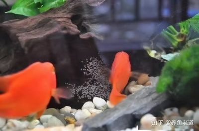 觀賞魚繁育（關(guān)于觀賞魚繁育的知識） 龍魚芯片掃碼器 第3張