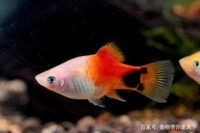 淡水觀賞魚類有哪些（淡水觀賞魚的種類） 杰西卡恐龍魚 第3張