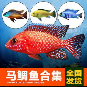 觀賞魚(yú)合集（《觀賞魚(yú)合集3——泰國(guó)鯽合集3——泰國(guó)鯽） 水草 第3張