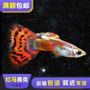 觀賞魚發(fā)貨運(yùn)輸方式（觀賞魚運(yùn)輸中的法律責(zé)任） 玫瑰銀版魚 第1張