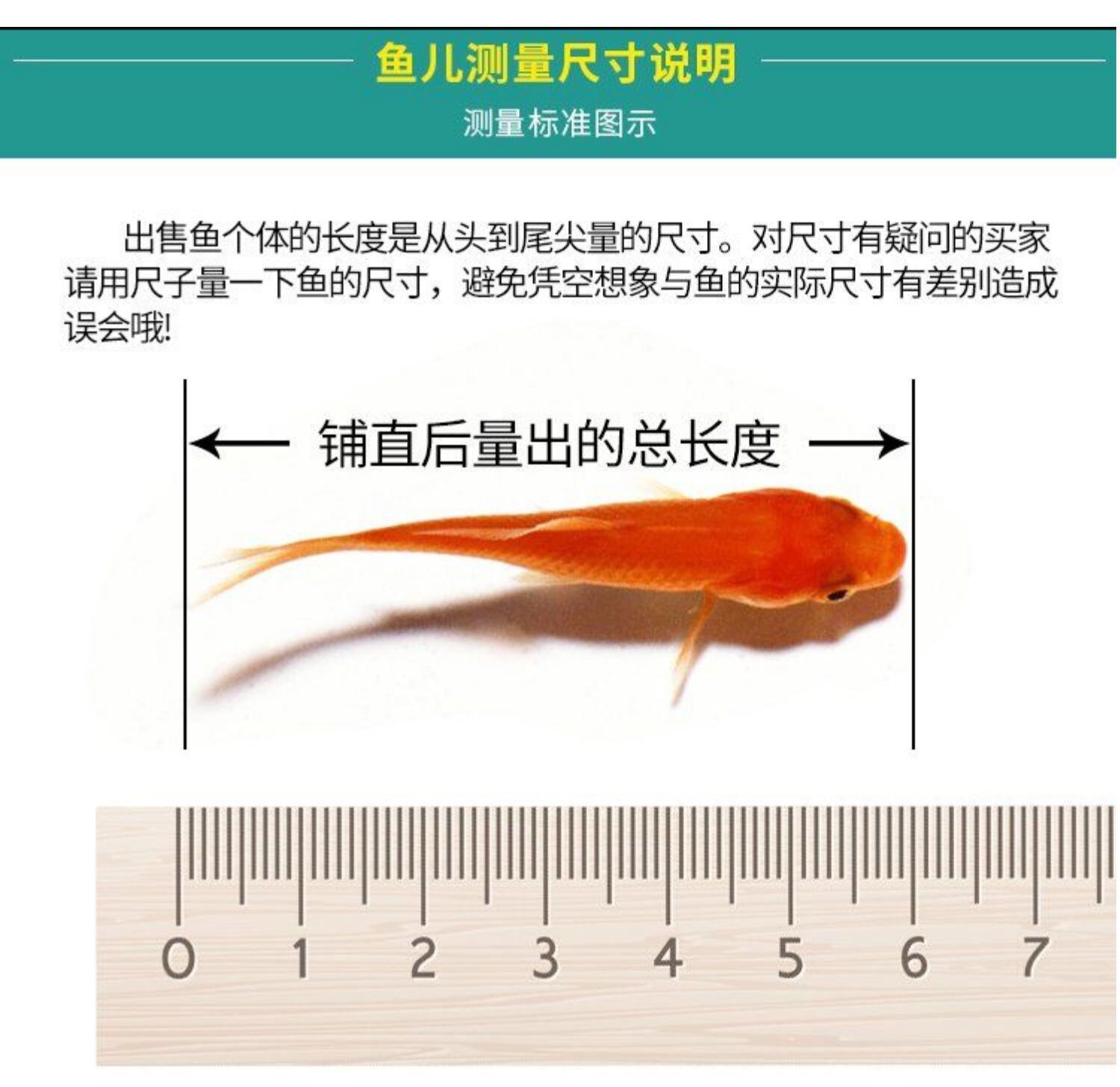 觀賞魚發(fā)貨運(yùn)輸方式（觀賞魚運(yùn)輸中的法律責(zé)任） 玫瑰銀版魚 第2張