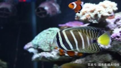 海水觀賞魚水溫（水族箱溫度控制系統(tǒng)的設計） 檸檬鯽 第1張