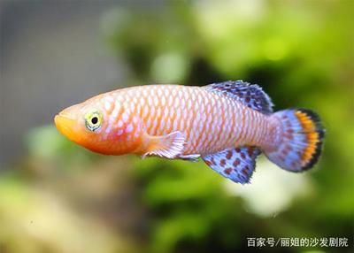 海水觀賞魚水溫（水族箱溫度控制系統(tǒng)的設計） 檸檬鯽 第3張