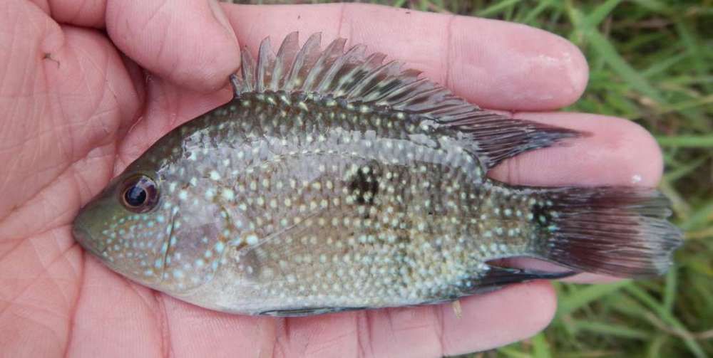 海南能抓到哪些觀賞魚類（海南旅游攻略之海南篇） 白化火箭魚 第3張