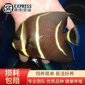 寵物觀賞魚有哪些品種好養(yǎng)（觀賞魚是常見的冷水觀賞魚,觀賞魚具有瑪麗魚體態(tài)嬌小輕盈） 進口元寶鳳凰魚 第3張