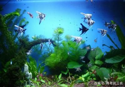 白色的小型觀賞魚叫什么魚（如何挑選和飼養(yǎng)白色的小型觀賞魚） 紅化白子銀龍 第3張