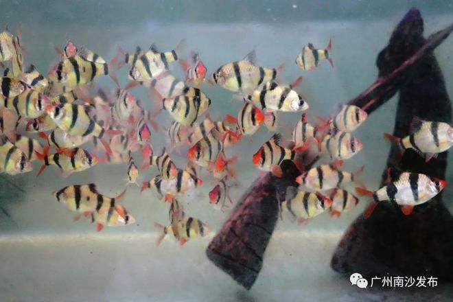 紅色熱帶觀賞魚有哪些（紅色熱帶觀賞魚） 黃鰭鯧魚 第3張