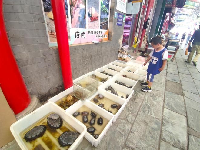 觀賞魚去哪買（觀賞魚養(yǎng)殖技術(shù)入門） 魚缸風水 第3張