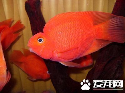 紅白鸚鵡魚（紅白鸚鵡魚價格信息紅白鸚鵡魚價格信息紅白鸚鵡魚） 刀魚魚 第1張