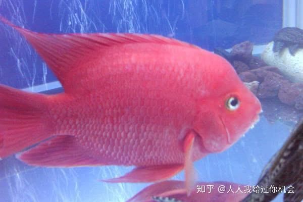 紅白鸚鵡魚（紅白鸚鵡魚價格信息紅白鸚鵡魚價格信息紅白鸚鵡魚） 刀魚魚 第3張