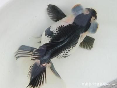 白色的大觀賞魚叫什么名字好聽（白色小型觀賞魚的種類和特點(diǎn)介紹白色觀賞魚的種類和特點(diǎn)） 蝴蝶鯉魚苗 第3張