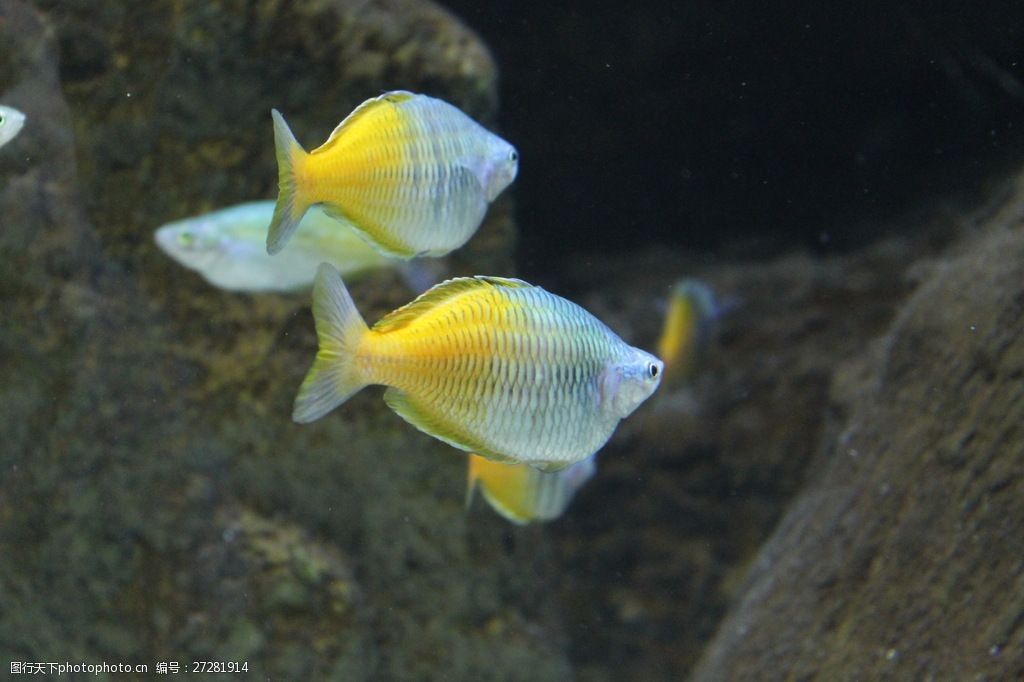 觀賞魚大魚鱗片的黃色的魚是什么魚（觀賞魚的養(yǎng)護(hù)技巧，觀賞魚的養(yǎng)護(hù)秘籍觀賞魚的養(yǎng)護(hù)技巧） 巴卡雷龍魚 第1張