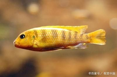 觀賞魚大魚鱗片的黃色的魚是什么魚（觀賞魚的養(yǎng)護(hù)技巧，觀賞魚的養(yǎng)護(hù)秘籍觀賞魚的養(yǎng)護(hù)技巧）