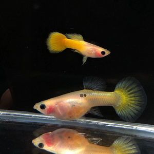 紅尾黃金貓魚（紅尾黃金貓魚的起源與分布） 元寶鯽 第1張