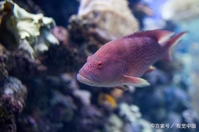 大型溫順觀賞魚（大型觀賞魚適合大型觀賞魚的幾種觀賞魚類觀賞魚類）