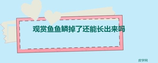 觀賞魚的魚鱗掉了多久會(huì)長(zhǎng)出來(lái)（觀賞魚掉鱗后的養(yǎng)護(hù)秘籍想要了解觀賞魚的養(yǎng)護(hù)技巧）