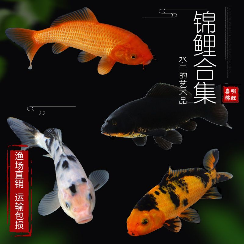 觀賞魚直播（觀賞魚市場(chǎng)的未來(lái)趨勢(shì)隨著科技的發(fā)展和消費(fèi)者需求的變化） 南美異型魚 第3張