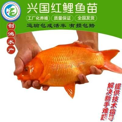 袋裝觀賞魚多久開袋子（袋裝觀賞魚的開啟時間） 黑桃A魚 第3張