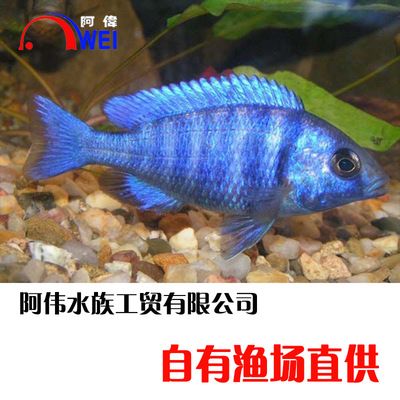 觀賞魚(yú)慈鯛魚(yú)怎么養(yǎng)殖（慈鯛魚(yú)的繁殖行為研究） 銀龍魚(yú)苗 第2張