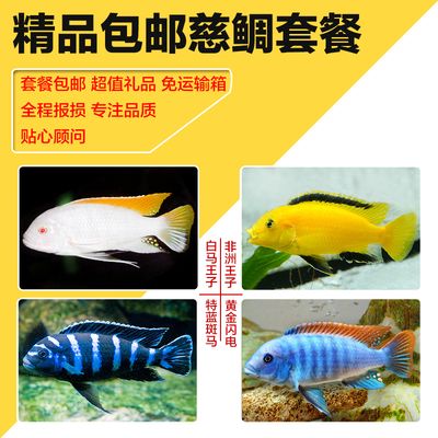 觀賞魚(yú)慈鯛魚(yú)怎么養(yǎng)殖（慈鯛魚(yú)的繁殖行為研究） 銀龍魚(yú)苗 第1張