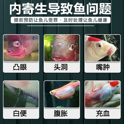 觀賞魚凸眼病用什么藥（觀賞魚凸眼病的自然療法） 馬拉莫寶石魚苗 第3張