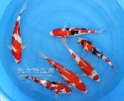 大中型紅色觀賞魚都有哪些？（大中型紅色觀賞魚種類） 除藻劑 第1張