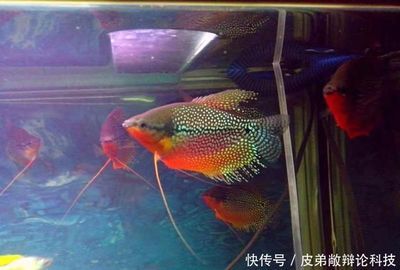 觀賞魚 大型（大型觀賞魚的種類）