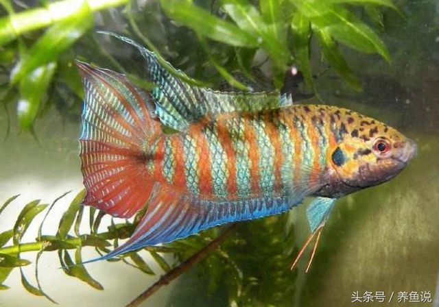 廣東本地觀賞魚有哪些品牌的（廣東本地觀賞魚品牌）