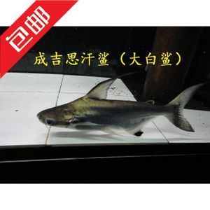 觀賞魚大白鯊（《大白鯊》背后的故事回顧經(jīng)典電影《大白鯊》背后的故事） 粗線銀版魚 第1張