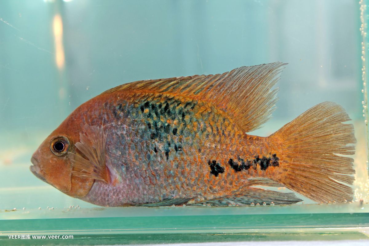 大型淡水觀賞魚圖譜（大型淡水觀賞魚的種類和特點） 黃金斑馬魚 第1張