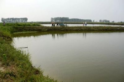 廣州觀賞魚養(yǎng)殖基地有哪些地方（廣州白云山金絲魚的生態(tài)保護） 大嘴鯨魚 第3張