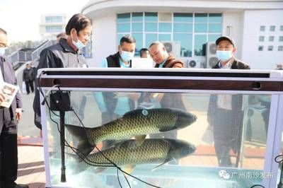 廣州觀賞魚養(yǎng)殖基地有哪些地方（廣州白云山金絲魚的生態(tài)保護） 大嘴鯨魚 第4張