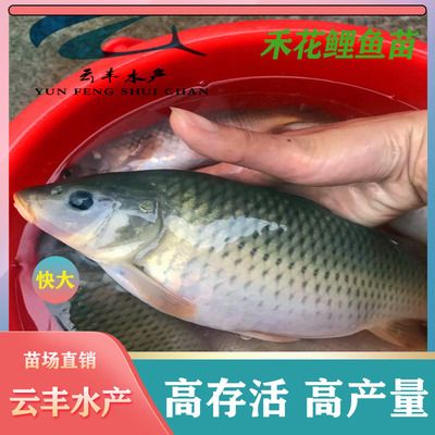 廣東淡水觀賞魚有哪些（廣東淡水觀賞魚養(yǎng)護(hù)廣東淡水觀賞魚養(yǎng)護(hù)廣東淡水觀賞魚市場(chǎng)） 一方水族 第1張