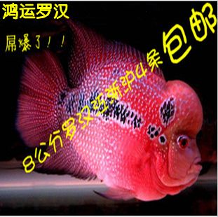 關(guān)于觀賞魚的好評（觀賞魚的好評語、淘寶評價、淘寶評價以及書籍方面的信息） 溫控設(shè)備 第1張