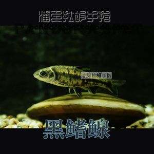 關(guān)于觀賞魚的好評（觀賞魚的好評語、淘寶評價、淘寶評價以及書籍方面的信息） 溫控設(shè)備 第4張